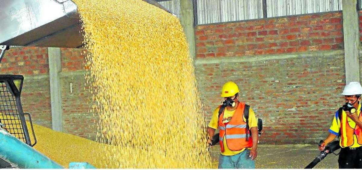 Los centros construidos y repotenciados por el Magap reciben y secan el ma&iacute;z amarillo duro de manera t&eacute;cnica.