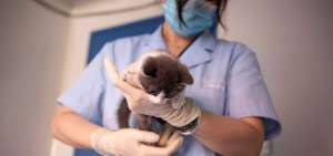 El felino clonado naci&oacute; el pasado 21 de julio, aunque los experimentos empezaron en agosto de 2018. 