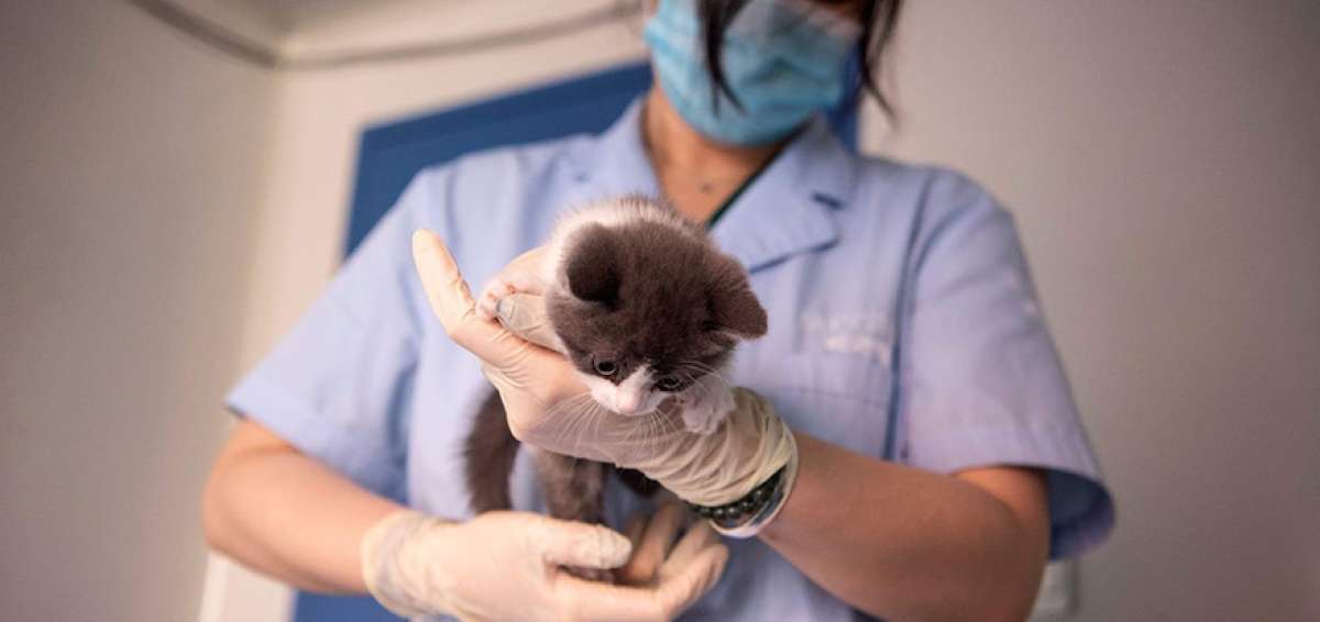 El felino clonado naci&oacute; el pasado 21 de julio, aunque los experimentos empezaron en agosto de 2018. 