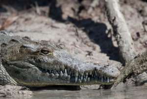 Un cocodrilo fue atrapado por la red de pescadores en la provincia de Los Ríos