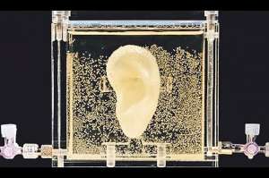 La oreja de Van Gogh . Reconstruida con material gen&eacute;tico se conserva en un l&iacute;quido nutritivo.