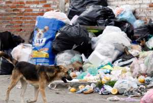 Un cine de Brasil abre sus puertas a 180 perros para un preestreno