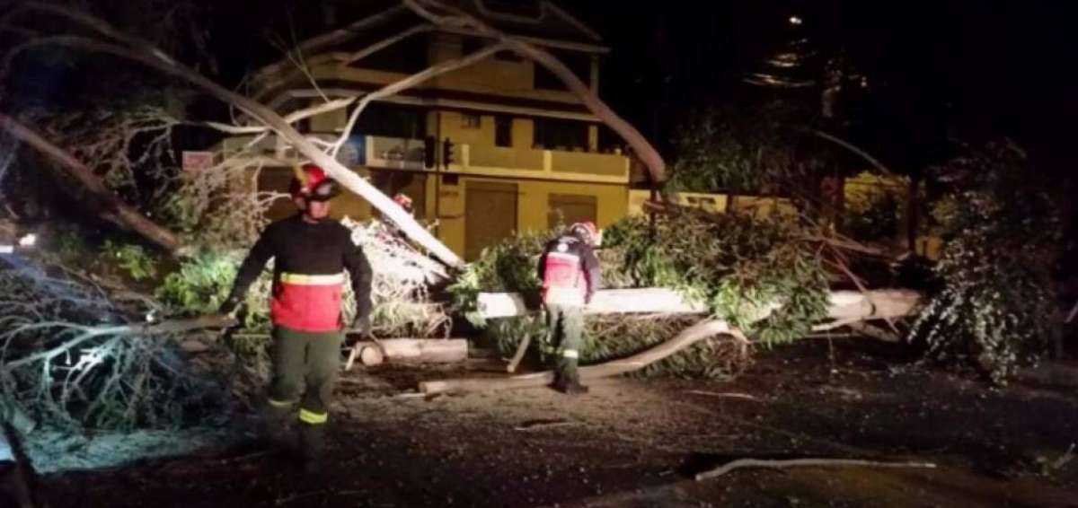 Im&aacute;genes de un &aacute;rbol ca&iacute;do al norte de Quito.