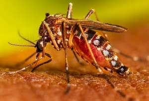 Conozca cuántos casos de dengue se han registrado en el país durante este 2024.