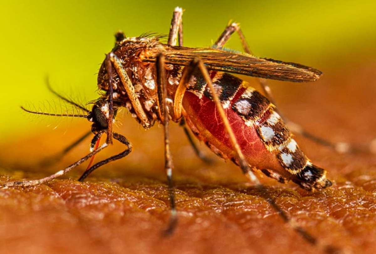 Conozca cuántos casos de dengue se han registrado en el país durante este 2024.