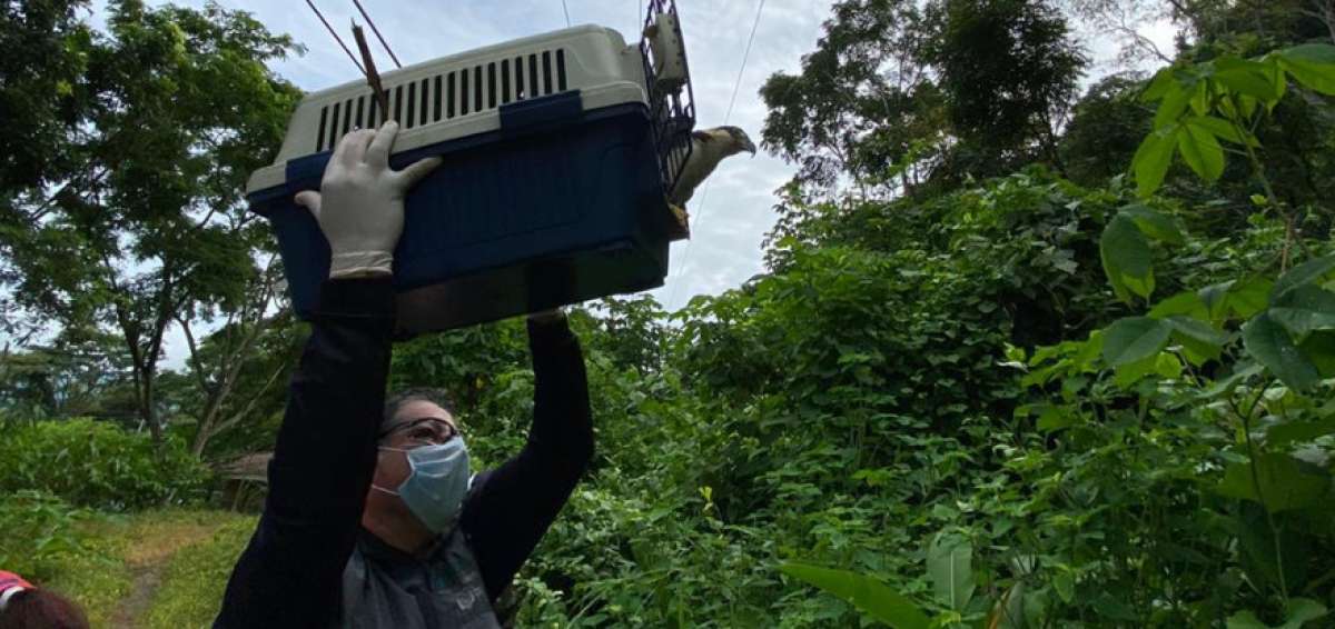 Un marsupial, aves y reptiles fueron liberados en Reserva Churute