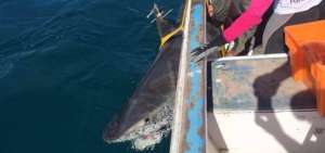DPNG marca tiburones tigres en Gal&aacute;pagos