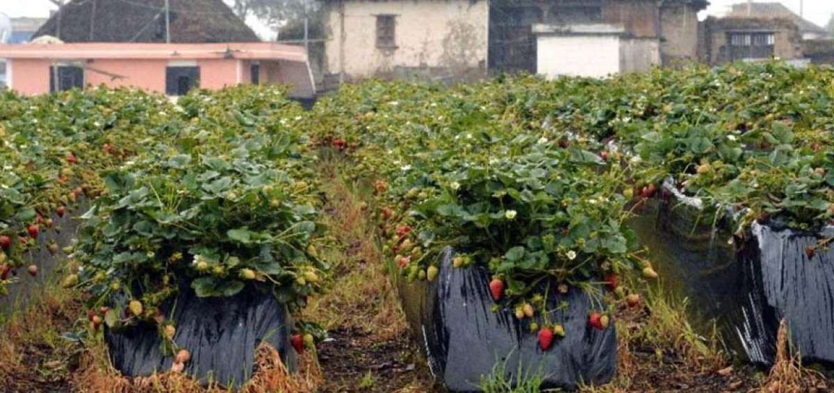 En este sistema de riego, el PIT invierte m&aacute;s de $ 700.000 y posee un enfoque en agricultura familiar.