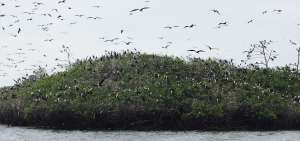 La Isla de los P&aacute;jaros se encuentra en el canal internacional y es compartida por Ecuador y Per&uacute;. Es un lugar de dormitorio y reproducci&oacute;n de aves migratorias y residentes, entre ellas pel&iacute;canos, tijeretas, patillos y garzas blancas y grises.    