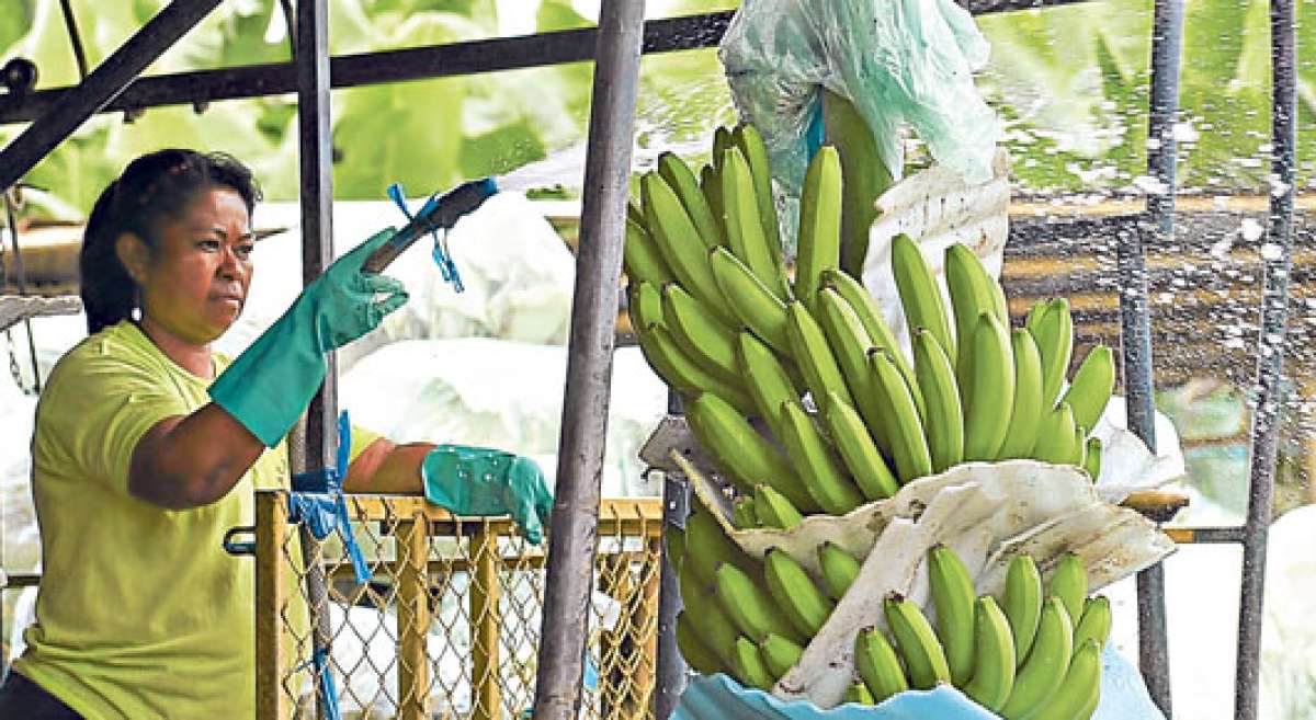 El volumen de la compra del banano se incrementar&aacute; paulatinamente, debido a que es una fruta de producci&oacute;n constante a lo largo del a&ntilde;o. Foto: Cortes&iacute;a