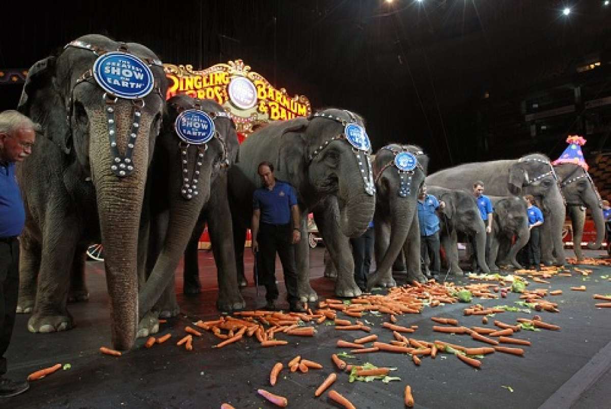 Los circos de Feld existen desde hace 145 a&ntilde;os y desde sus inicios han empleado estos elefantes. Foto: Internet