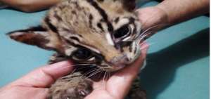 El felino se encuentra en recuperaci&oacute;n.