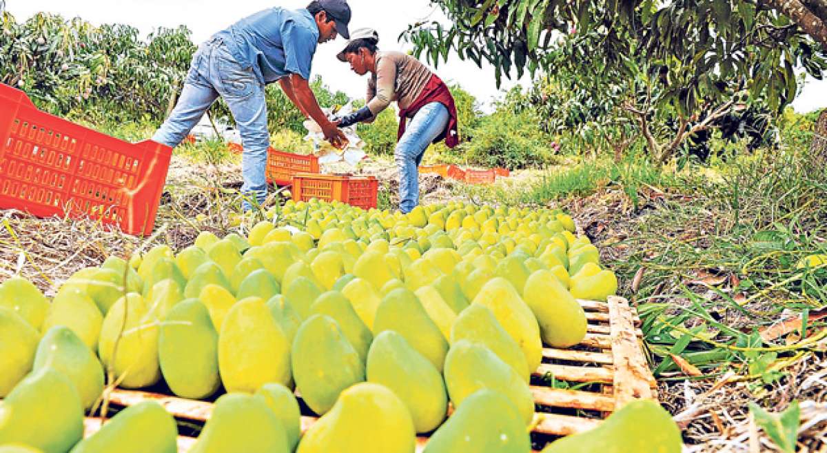 Se estima que en esta temporada alrededor de 5.000 personas trabajen en las fincas productoras y  empacadoras de mango. Foto: Jos&eacute; Mor&aacute;n / El Tel&eacute;grafo