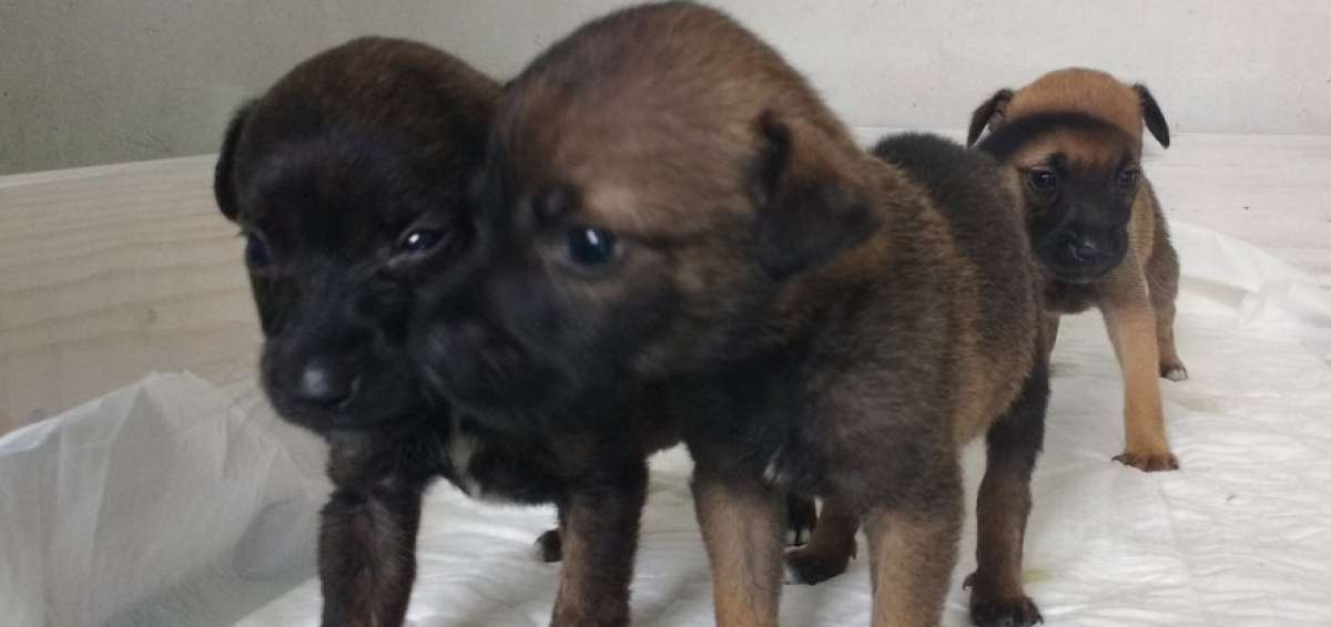 Jornada de adopciones y evento gastron&oacute;mico a beneficio de animales rescatados