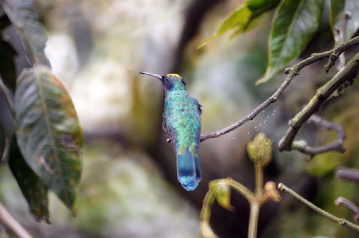 Este colibr&iacute; abejero, habitante del bosque h&uacute;medo a la entrada del parque Llanganates, es una de las especies de aves m&aacute;s admiradas, por su agilidad para volar. Foto: Roberto Ch&aacute;vez│El Tel&eacute;grafo