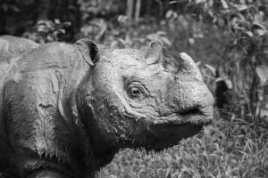 Tam ten&iacute;a 35 a&ntilde;os. En el mundo quedan solo de 30 a 80 rinocerontes de Sumatra.