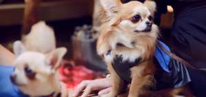 Estudiantes de la UTE organizan desfile de modas de perros