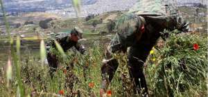 Militares durante la erradicaci&oacute;n de la planta.