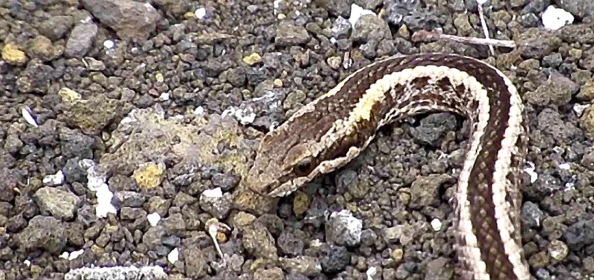 Seudalsophis biserialis, m&aacute;s conocida como Gal&aacute;pagos racer