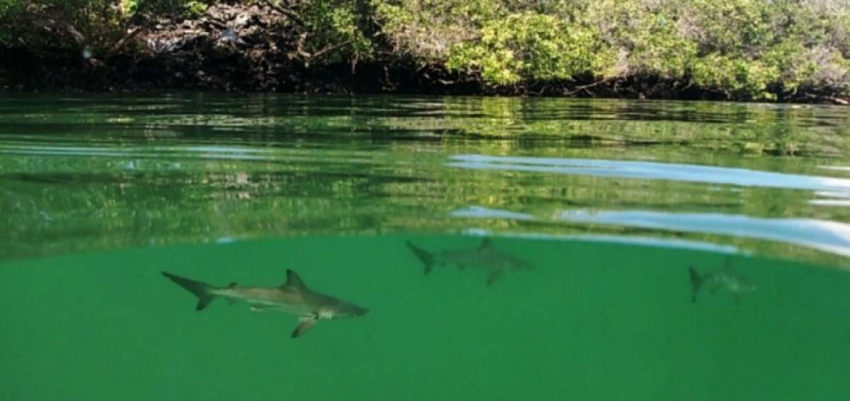 Imagen de la nueva &aacute;rea de crianza de tiburones martillo.