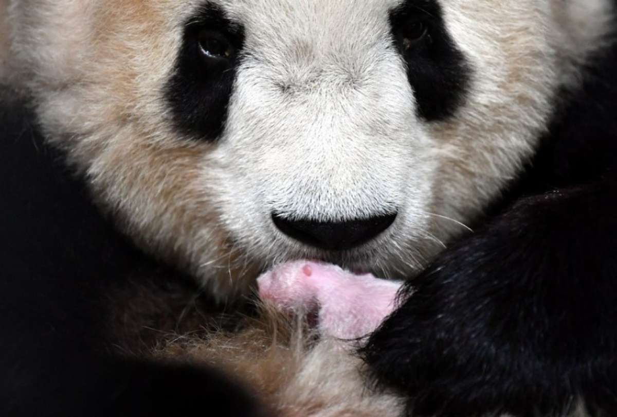 Los embarazos de gemelos en los pandas suelen ser poco frecuentes.