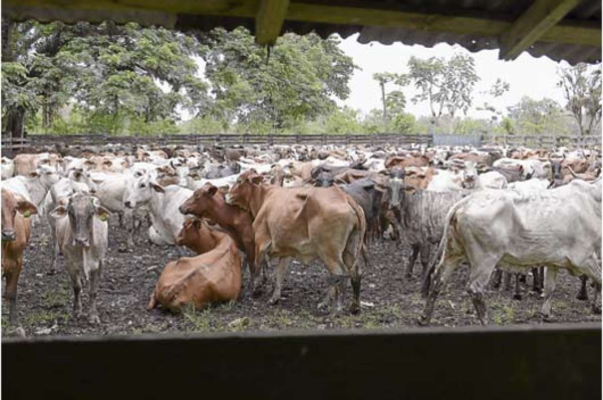 El inventario nacional bovino es de m&aacute;s de 4 millones de reses, el 12% es lechero y el 19% de carne. Foto: Archivo / El Tel&eacute;grafo