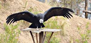 'Yanita' es el c&oacute;ndor hembra que se halla en el zool&oacute;gico Amaru de Cuenca y que desde ahora contar&aacute; con una protecci&oacute;n especial para su conservaci&oacute;n.