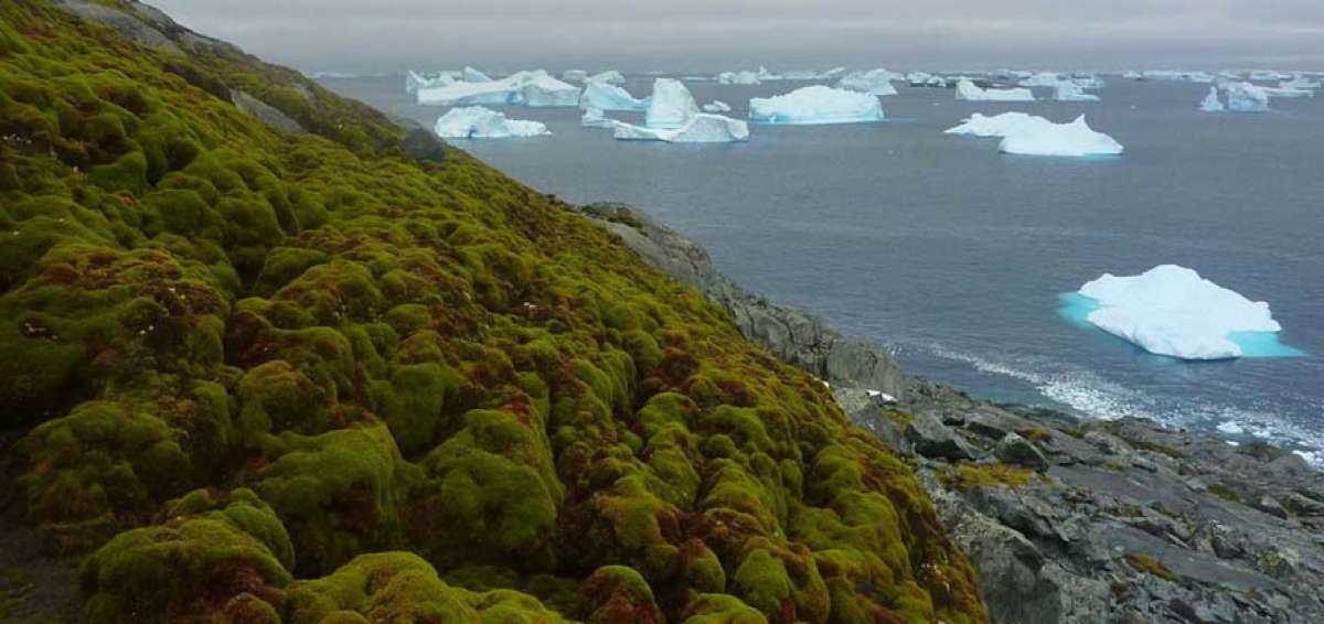 La cantidad de hielo decrece a consecuencia del incremento de las temperaturas.  