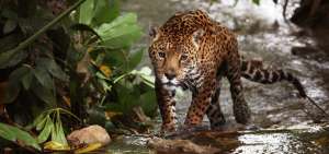 El jaguar est&aacute; en mayor peligro de extinci&oacute;n, revela un estudio
