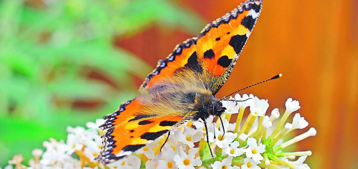 La mariposa ortiguera en uno de los espacios verdes que tiene la ciudad. Cerca de all&iacute; hay v&iacute;as y puentes.