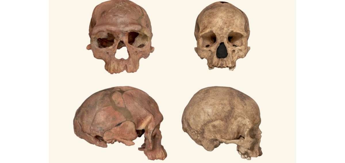 Los restos de Homo sapiens encontrados en Marruecos (izquierda) muestran una forma de cr&aacute;neo m&aacute;s alargada que los humanos modernos (derecha).