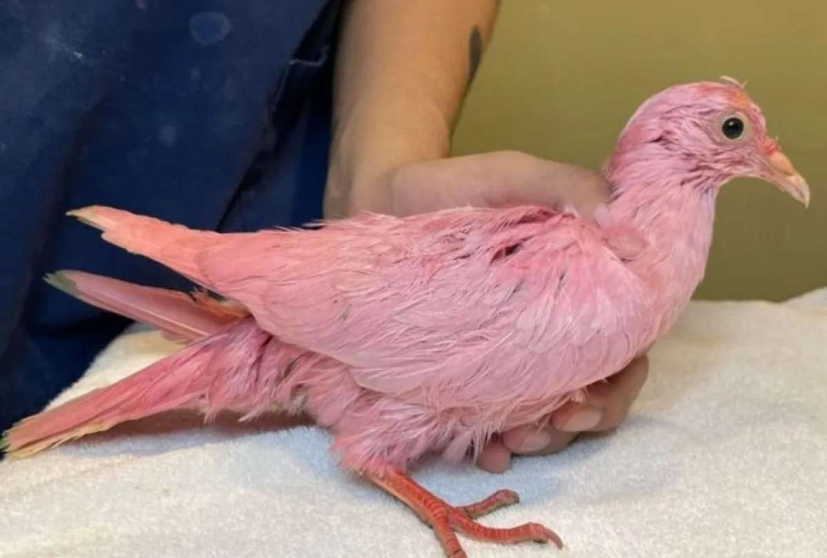 La paloma pintada de rosado causó indignación en las redes sociales.