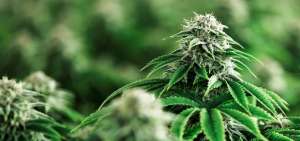 Para sembrar cannabis se pedir&aacute; registro penal