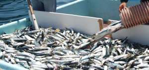 Colombia tiene Ley contra pesca ilegal