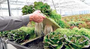 El estudio de la Universidad Carnegie Mellon se centr&oacute; en medir la huella h&iacute;drica y el impacto que genera una dieta solo con vegetales. Archivo