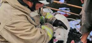 Dos mascotas rescatadas de incendio en La Chala