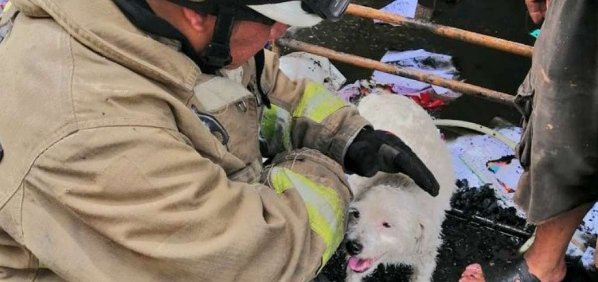 Dos mascotas rescatadas de incendio en La Chala