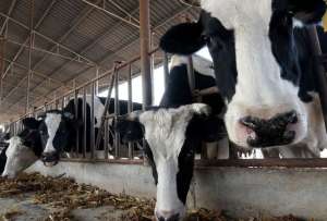 Los científicos chinos clonaron tres ‘súper vacas’.