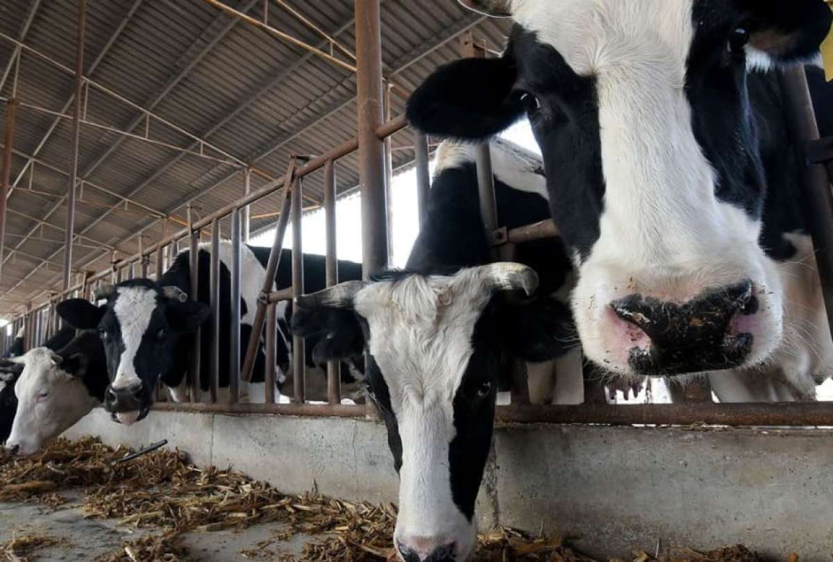 Los científicos chinos clonaron tres ‘súper vacas’.
