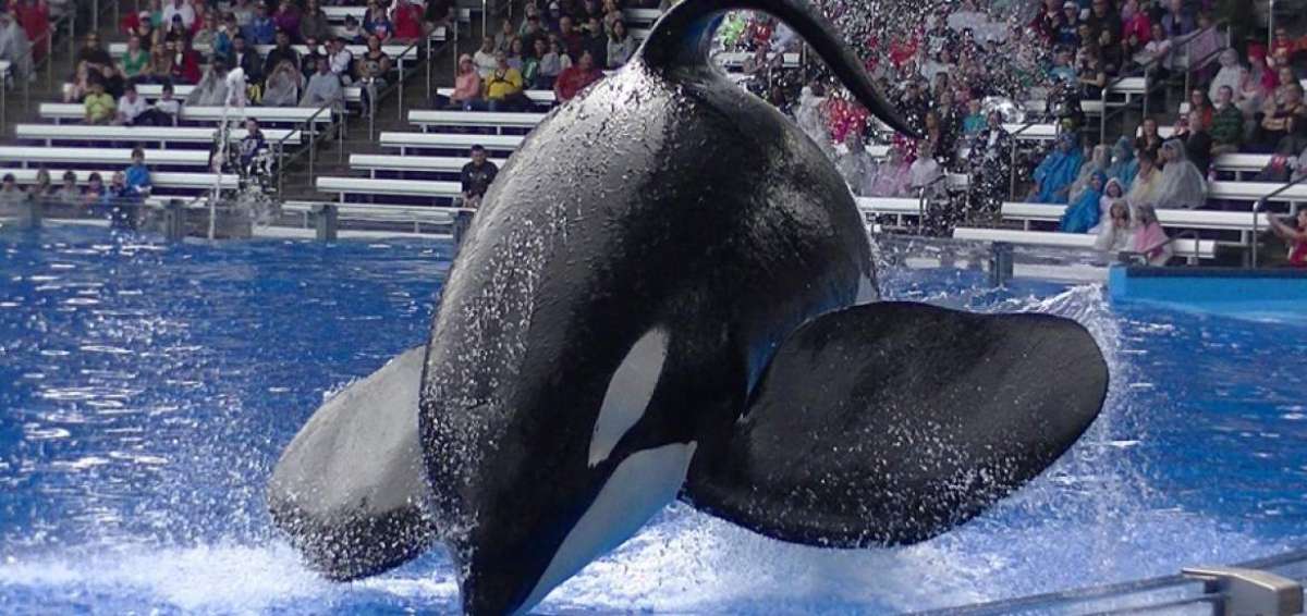 SeaWorld no criar&aacute; m&aacute;s orcas en sus parques tem&aacute;ticos