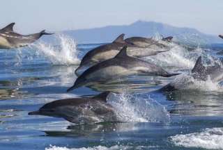 Investigadores detectaron residuos de fentanilo y otros fármacos en la grasa de delfines mulares.