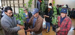 Las plantas medicinales se utilizan tambi&eacute;n para atender partos. En la actualidad muchas familias se dedican al cultivo de estas especies que sirven hasta para mitigar los males de una  gripe. 