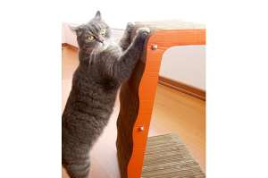 &ldquo;Mi gato se apropi&oacute; del sill&oacute;n&rdquo; 