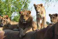 Zoológico de Dinamarca pide que donen animales vivos como alimento para los depredadores