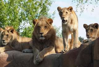 Zoológico de Dinamarca pide que donen animales vivos como alimento para los depredadores