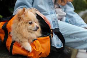 Viajar con mascotas por la Uni&oacute;n Europea exigir&aacute; mayor control.