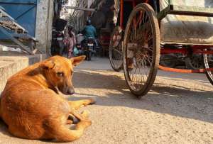 Fotograf&iacute;a de archivo de un perro callejero en Nueva Delhi, India.