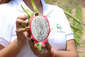 La pitahaya ecuatoriana rompe r&eacute;cords de exportaci&oacute;n en 2025.