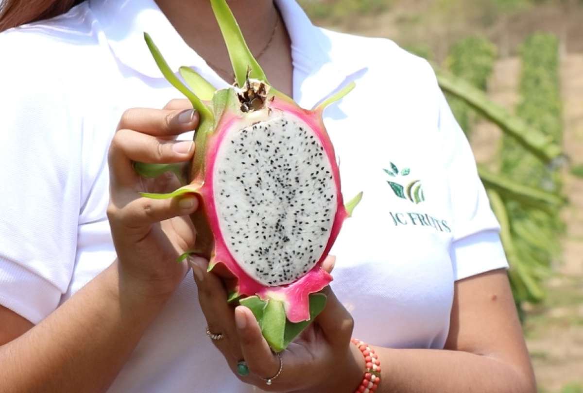 La pitahaya ecuatoriana rompe r&eacute;cords de exportaci&oacute;n en 2025.