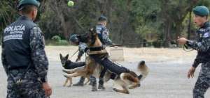 En adopci&oacute;n, nueve perros detectores de droga, rescatista y un ganador de concurso de talentos